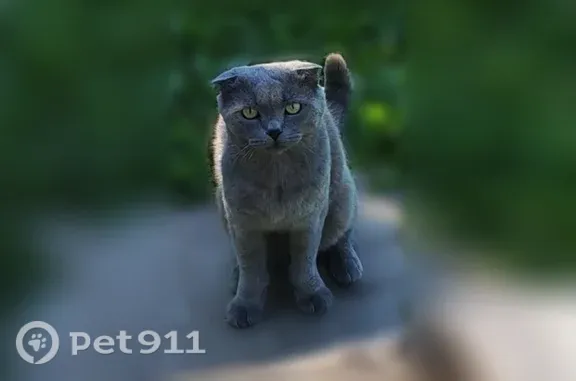 Найдена кошка, Бараново, фото: Найдена кошка, Деревня Бараново, Бараново — окрас как у британца, кожаный ошейник