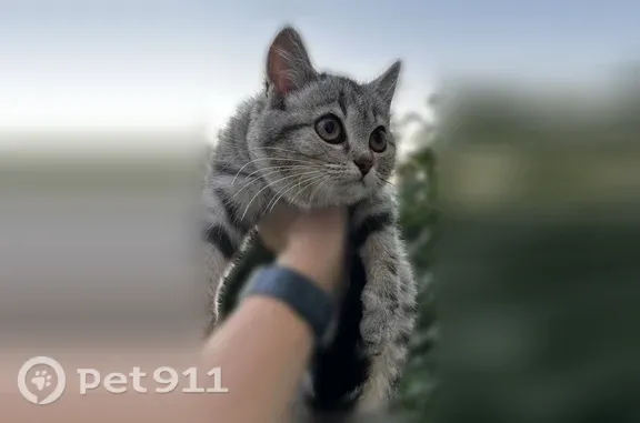 Найденные животные Новокузнецк, фото: Найдена кошка, Район Орджоникидзевский (г Новокузнецк), Зорге, д. 42, Новокузнецк — котёнок, девочка, боится