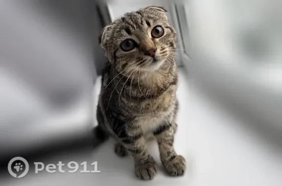 Найдена кошка, Великие Луки, фото: Найдена кошка, Великие Луки, Мурманская, д. 14 — маленькая, пугливая