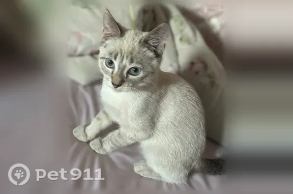 Пропала кошка, Сельцо, 3 Интернационала, Сельцо — один кончик уха рыжий, другой чёрный - photo