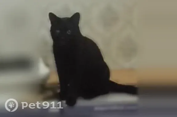 Пропала кошка, Фанзиева, Нальчик — чёрная, с белой пленкой на одном глазу - photo