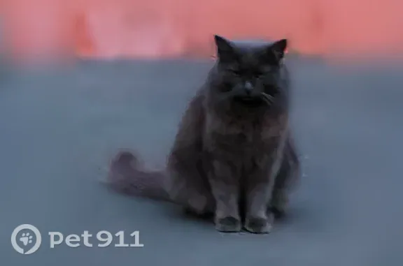 Найдена кошка, Москва, фото: Найдена кошка, Москва, Чечёрский — серая, трётся об меня