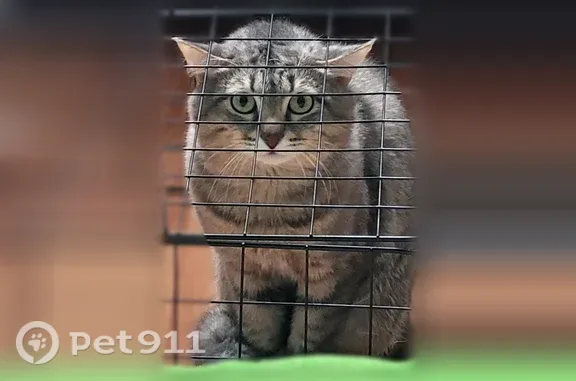 Найдена кошка, Челябинск, Хохрякова — молодой серый котик, напуган - photo