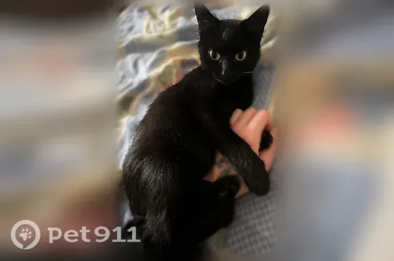 Пропала кошка, Иваново, Пролетарская, д. 2 — полностью чёрная, пугливая - photo