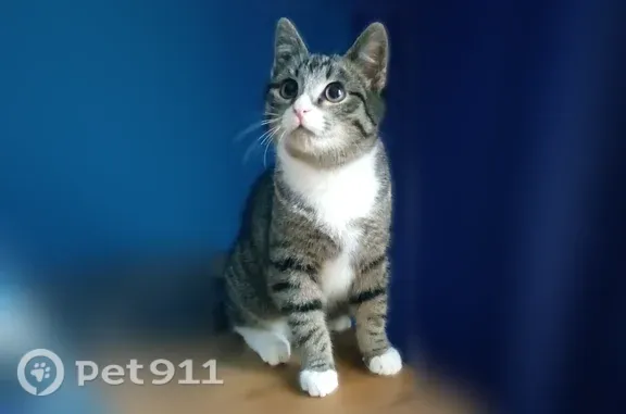 Пропала кошка, Санкт-Петербург, Средняя Подьяческая, д. 5 — короткий поломанный хвост - photo