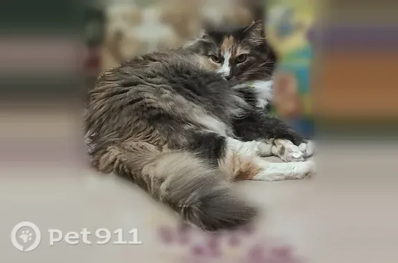 Кошки потеряшки, Вологда, фото: Потеряшка кошка, Ананьинская, д. 75, Вологда