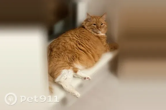 Кошки потеряшки, Пушкино, фото: Потеряшка кошка, Микрорайон Заветы Ильича (г Пушкино), Пушкино — ярко-рыжая, с белыми 