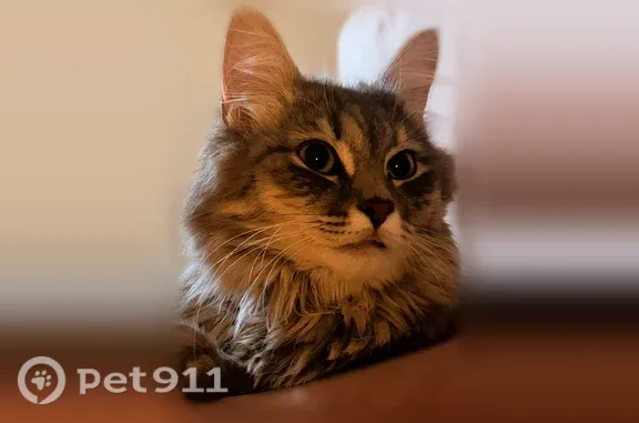 Найдена кошка, Тула, фото: Найдена кошка, М. Горького, Тула — серый окрас, большой пушистый хвост