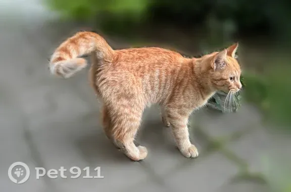 Найдена кошка, Домодедово, фото: Найдена кошка, Домодедово, Кирова, д. 7 1, Домодедово — ручная, ласковая