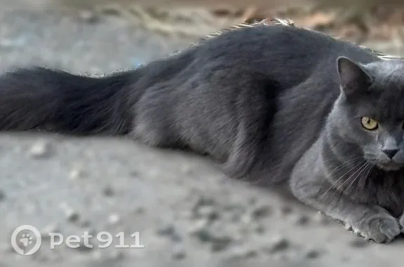 Найдена кошка, Ставрополь, фото: Найдена кошка, Ставрополь, Ботанический, д. 12 — ласковая, серая, с пушистым хвостом