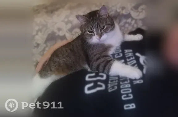 Пропала кошка, Выборг — серая полосатая Марсель - photo