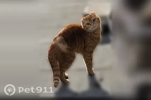 Пропала кошка, Серпуховский Вал, д. 5, Москва — рыжая шотландская вислоухая, 3 года, кастрирована - photo