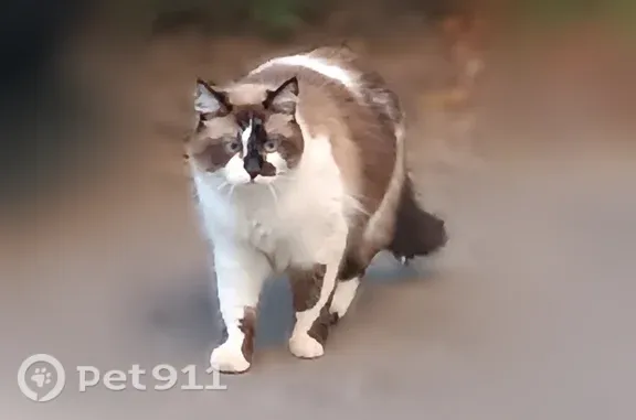 Кошки потеряшки, Воронеж, фото: Кошка ищет дом, Воронеж — вид ухоженный, холёный, боится незнакомых людей