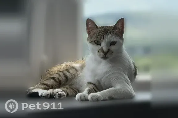 Пропала кошка, Село Терскол, Лесная, д. 39а, Терскол — беленькая с отдельными серыми пятнами, зелёные глаза - photo