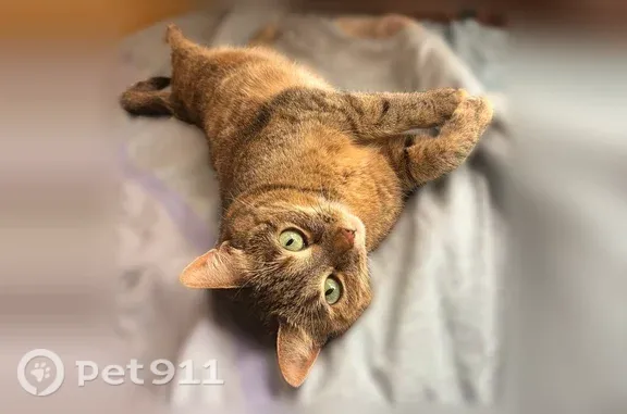 Пропала кошка, Район Щукино (г Москва), 1-й Волоколамский, д. 7 4, Москва — миниатюрная, пугливая - photo