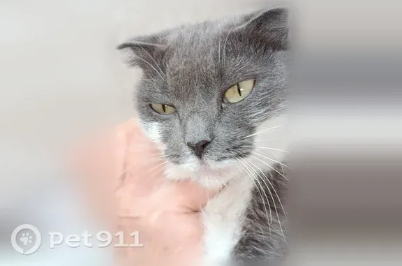 Найденные животные Тюмень, фото: Найдена кошка, Тюмень, Михаила Сперанского, д. 27 — серая с белой грудкой, ласковая