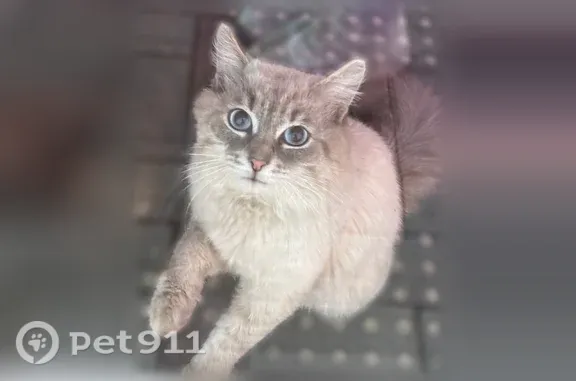 Пропала кошка, Белоусова, Ишим - photo