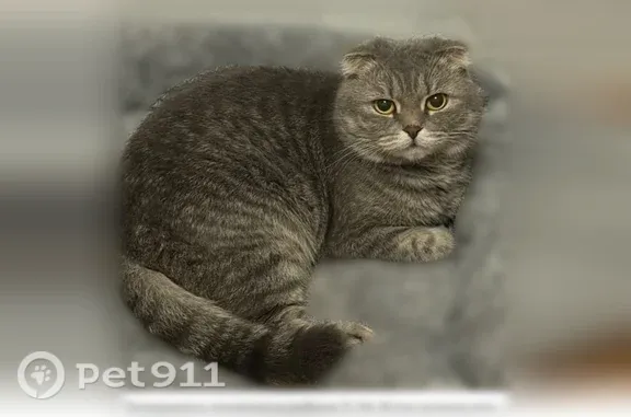 Пропала кошка, Микрорайон Советский (г Саяногорск), д. 14, Саяногорск — серая, веслоухая - photo