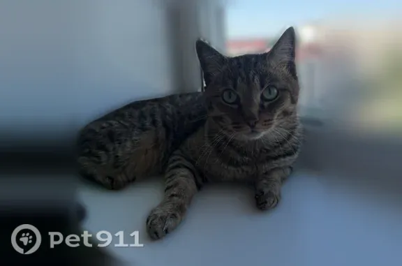 Пропала кошка, Бийск, Льнокомбинат, д. 76 — коричневая, полосатая, Цезарь - photo