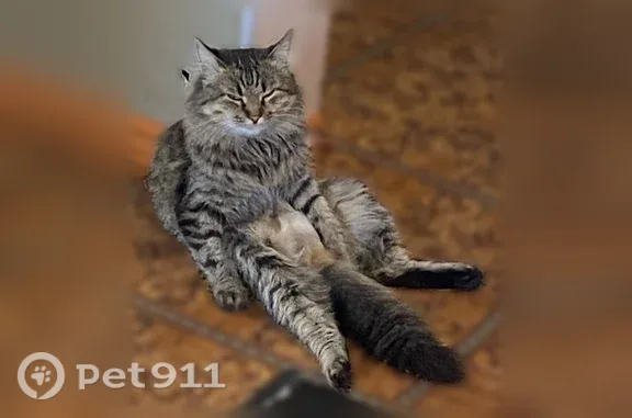 Кошки потеряшки, Искателей, фото: Потеряшка кошка, Рабочий поселок Искателей, Международная, д. 2, Искателей — зелёные глаза, тигровый окрас