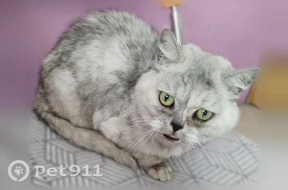 Найдена кошка, Подольск, фото: Найдена кошка, Подольск, Ульяновых, д. 31 — сильно истощена, в сиреневом ошейнике от блох