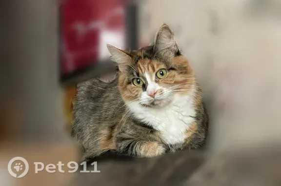 Пропала кошка, Авиационная, д. 9, Остров — пушистая, трёхцветная, домашняя - photo