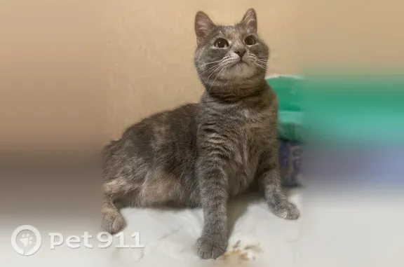 Пропала кошка, Уфа, Дзержинского — отзывается на кличку, 10 лет - photo