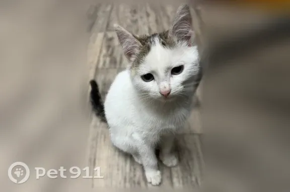 Потерянные животные Ижевск, фото: Пропала кошка, Ижевск, Партизанская, д. 65а — белый кот с пятнами на спине и голове