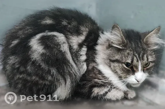 Найдена кошка, Ярославль, фото: Найдена кошка, Ярославль, Александра Невского, д. 5 — серо-белая в полоску, зеленые глаза