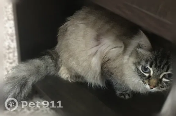 Кошки потеряшки, Бородино, фото: Потеряшка кошка, Село Бородино, Октябрьская, д. 85, Бородино — кончик хвоста под углом 90 градусов