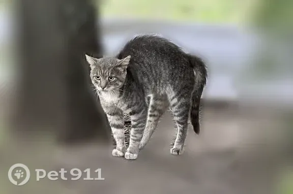 Найдена кошка, Москва, Амундсена, д. 6 1 — серая полосатая, подходит к человеку - photo