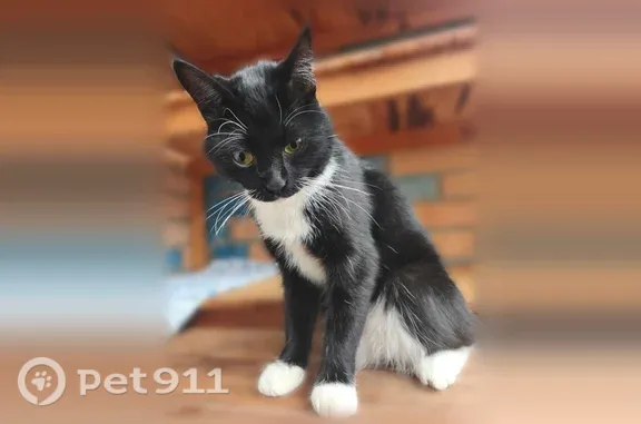 Найдена кошка, Товарково, фото: Найдена кошка, Поселок Товарково, Строителей, д. 5, Товарково — очень маленькая, дружелюбная