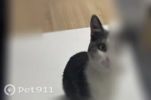 Найденные животные Уфа, фото: Найдена кошка, Гафури, Уфа — очень ласковая и активная