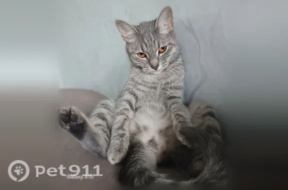 Пропала кошка, Барочная, Санкт-Петербург — серая, 3 года - photo
