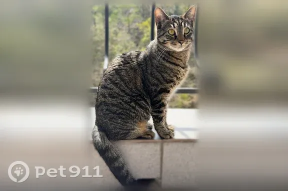 Пропала кошка, Село Мраморное — коту полтора года, кастрирован - photo