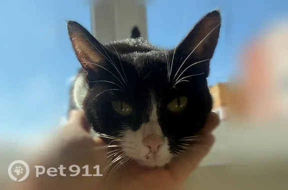 Найдена кошка, Йошкар-Ола, фото: Найдена кошка, бульвар Ураева, д. 5, Йошкар-Ола — чёрно-белая, идёт на руки