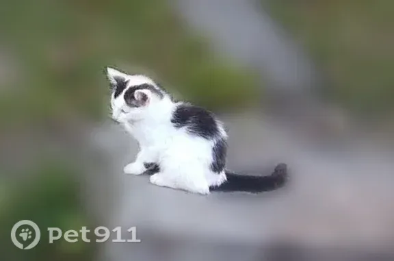 Пропала кошка, Суворов, Калинина, д. 24а, Суворов — бело-черный котик Кузя - photo