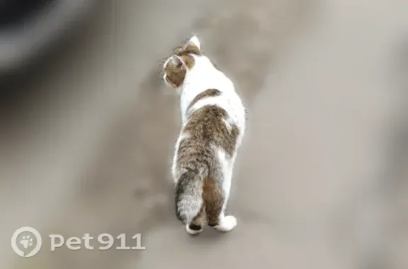 Найдена кошка, Мопра, д. 109, Киров — при виде человека мяукает - photo