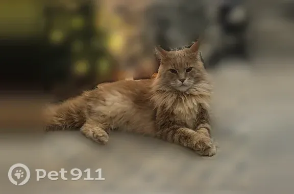 Потерянные животные Ижевск, фото: Пропала кошка, Прудовая, Ижевск — мальчик породы мейнкун