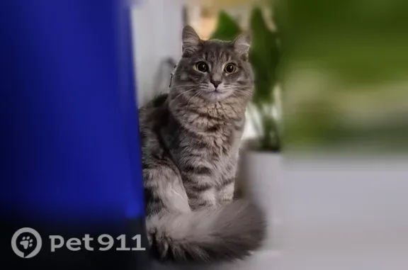 Пропала кошка, В.Высоцкого, д. 39, Новосибирск — длинношёрстная с серой шерстью и белым пятном на голове - photo
