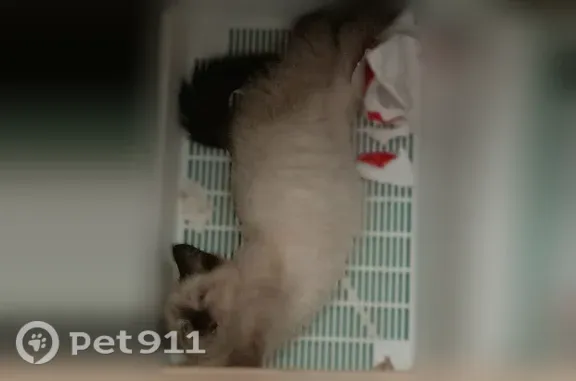 Пропала кошка, Кострома, Ленина, д. 32/1 — голубые глаза, чёрные лапки и хвостик - photo
