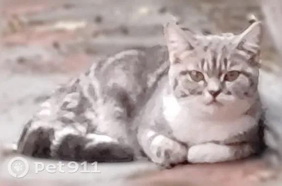 Найденные животные Томск, фото: Найдена кошка, Село Тимирязевское (г Томск), Томск — молоденькая ласковая кошечка