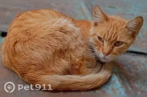 Найдена кошка, Содружества, Ростов-на-Дону - photo