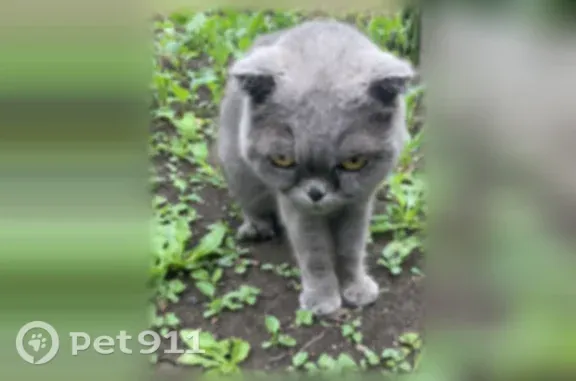 Объявления о пропавших и найденных животных, Кашира, фото: Найдена кошка, Деревня Корыстово (г Кашира), Центральная, д. 39, Кашира — больна ОХД