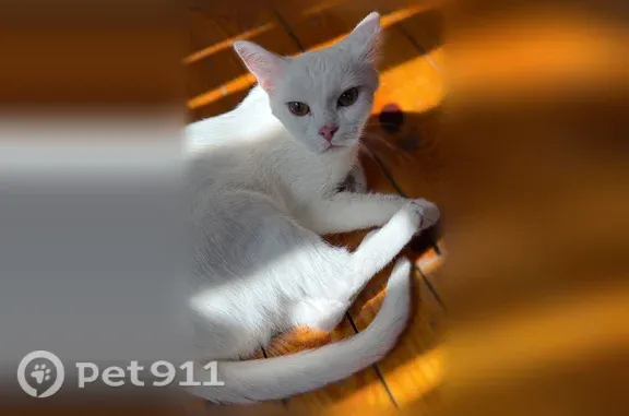 Найдена кошка, Пенза, фото: Найдена кошка, Терновского, Пенза — очень ласковая, домашняя девочка
