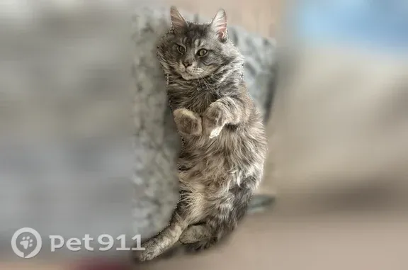 Пропала кошка, Санкт-Петербург, Фёдора Котанова, д. 13 1 — пушистый полосатый полумейн-кун, пугливый - photo