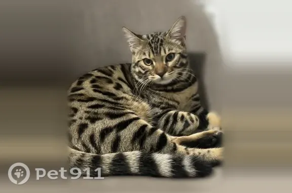 Пропала кошка, Когалым, Благовещенская, д. 4 — полосатая, мордочка беленькая - photo