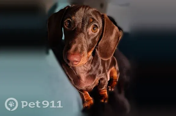 Пропала собака, 3-я Хорошёвская, д. 27, Москва — шоколадная кроличья такса, пугливая, откликается на Бруся - photo