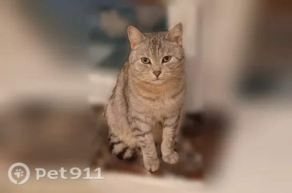 Пропала кошка, Владимир — серый, зовут Василий - photo