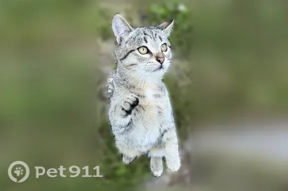 Объявления о пропавших и найденных животных, Семенково, фото: Кошка ищет дом, Деревня Семёнково, Семенково — котёнок 4 месяца, ласковый, мурчащий